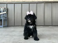 Nadia, a female Poodle - Miniature  for sale in Saint Joe, IN – 2 of 9
