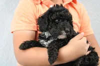 Nadia, a female Poodle - Miniature  for sale in Saint Joe, IN – Photo 5 of 8