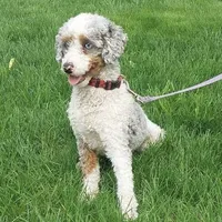 Nadia, a female Poodle - Miniature  for sale in Saint Joe, IN – Photo 7 of 8