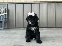 Nadia, a female Poodle - Miniature  for sale in Saint Joe, IN – 3 of 9
