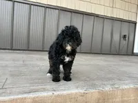 Nadia, a female Poodle - Miniature  for sale in Saint Joe, IN – 4 of 9
