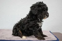 Nadia, a female Poodle - Miniature  for sale in Saint Joe, IN – Photo 4 of 8