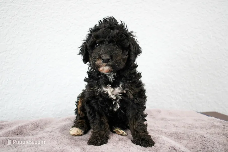 Nadia – Poodle - Miniature  puppy for sale in Saint Joe, IN