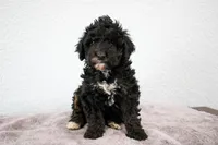 Nadia, a female Poodle - Miniature  for sale in Saint Joe, IN – Photo 1 of 8