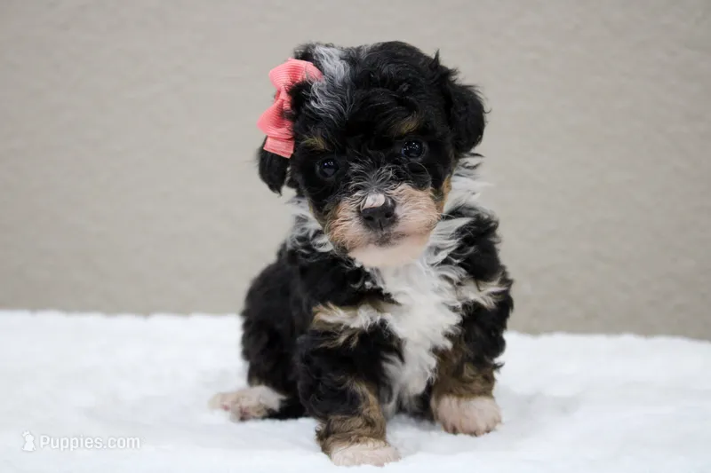 Sadie – Miniature Bernedoodle puppy for sale in Saint Joe, IN