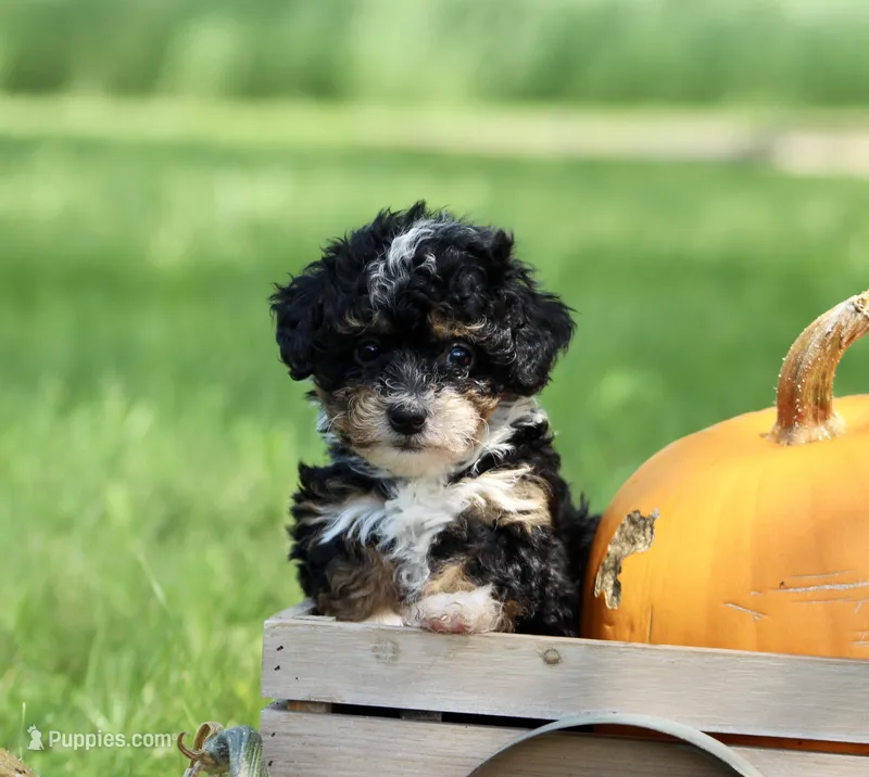 Sadie – Miniature Bernedoodle puppy for sale in Saint Joe, IN