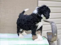 Parker , a male Miniature Bernedoodle for sale in Saint Joe, IN – Photo 4 of 10
