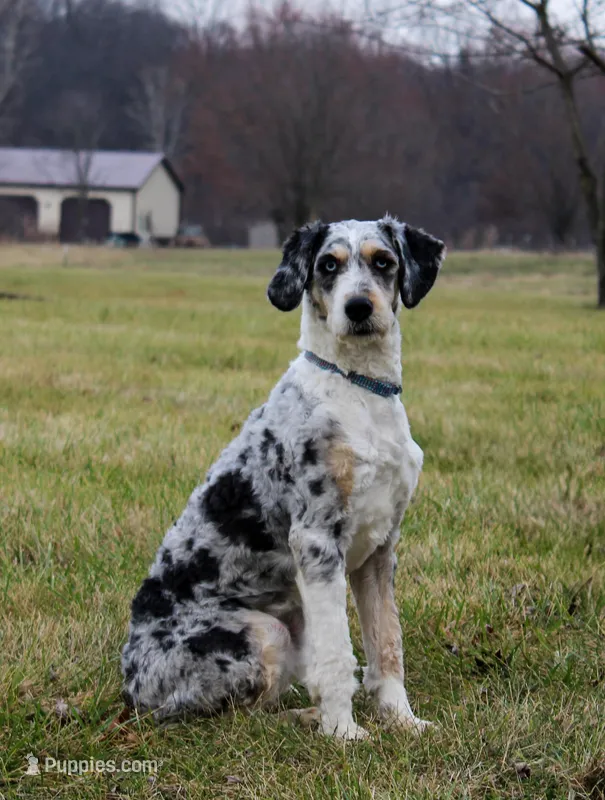Parker  – Miniature Bernedoodle puppy for sale in Saint Joe, IN