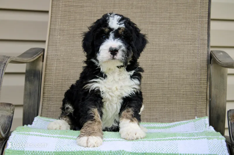 Parker  – Miniature Bernedoodle puppy for sale in Saint Joe, IN