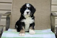 Parker , a male Miniature Bernedoodle for sale in Saint Joe, IN – Photo 1 of 10