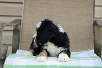 Parker , a male Miniature Bernedoodle for sale in Saint Joe, IN – Photo 8 of 10