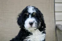 Parker , a male Miniature Bernedoodle for sale in Saint Joe, IN – Photo 2 of 10
