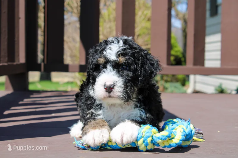 Parker  – Miniature Bernedoodle puppy for sale in Saint Joe, IN
