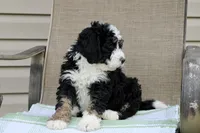 Parker , a male Miniature Bernedoodle for sale in Saint Joe, IN – Photo 6 of 10