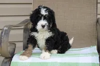 Parker , a male Miniature Bernedoodle for sale in Saint Joe, IN – Photo 3 of 10