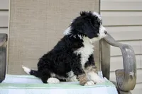 Parker , a male Miniature Bernedoodle for sale in Saint Joe, IN – Photo 5 of 10