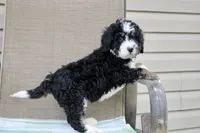 Parker , a male Miniature Bernedoodle for sale in Saint Joe, IN – Photo 7 of 10