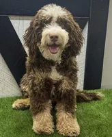 Parker , a male Miniature Bernedoodle for sale in Saint Joe, IN – Photo 10 of 10