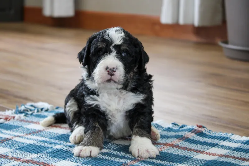 Parker  – Miniature Bernedoodle puppy for sale in Saint Joe, IN