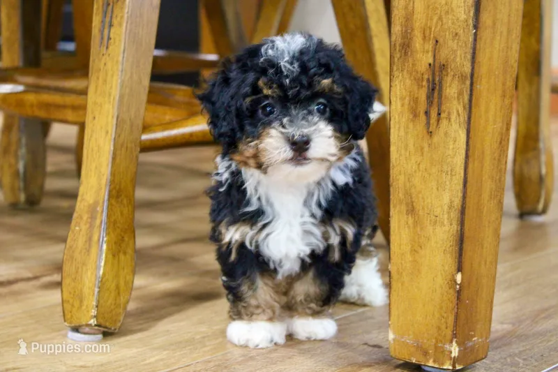 Sadie – Miniature Bernedoodle puppy for sale in Saint Joe, IN