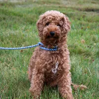 Nico, a male Poodle - Miniature  for sale in Saint Joe, IN – Photo 9 of 9