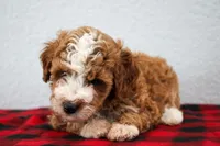 Nico, a male Poodle - Miniature  for sale in Saint Joe, IN – Photo 2 of 9
