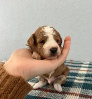 Nico, a male Poodle - Miniature  for sale in Saint Joe, IN – Photo 2 of 9