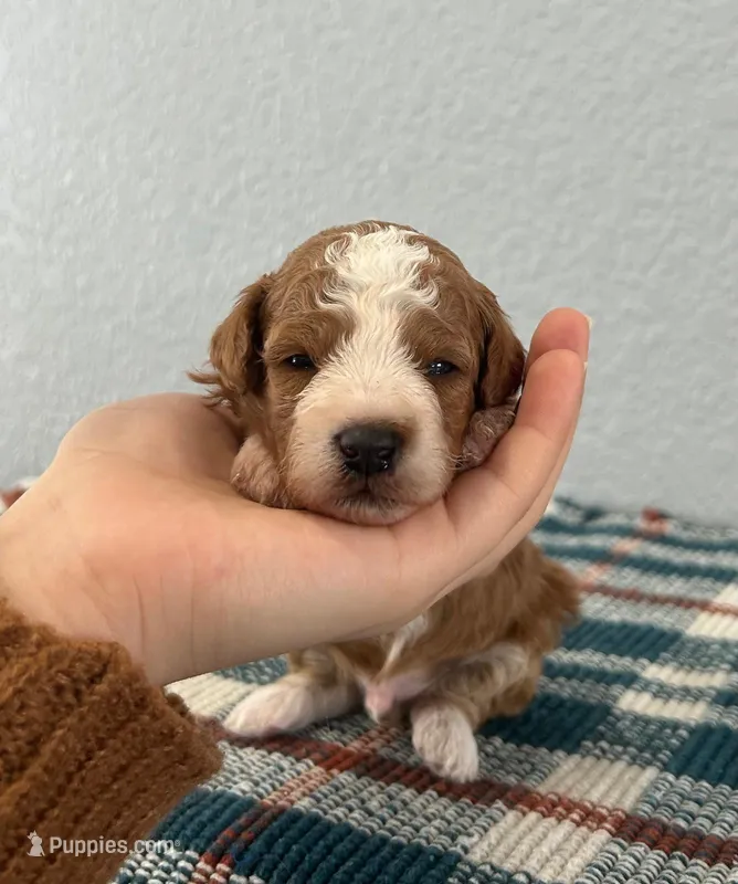 Nico, a male Poodle - Miniature  for sale in Saint Joe, IN – Photo 1 of 9