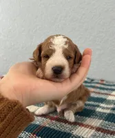 Nico, a male Poodle - Miniature  for sale in Saint Joe, IN – Photo 1 of 9