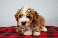 Nico, a male Poodle - Miniature  for sale in Saint Joe, IN – Photo 6 of 9
