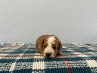 Nico, a male Poodle - Miniature  for sale in Saint Joe, IN – Photo 6 of 9