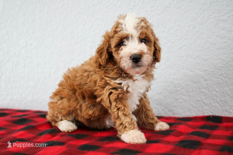 Nico – Poodle - Miniature  puppy for sale in Saint Joe, IN