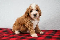Nico, a male Poodle - Miniature  for sale in Saint Joe, IN – Photo 1 of 9