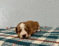 Nico, a male Poodle - Miniature  for sale in Saint Joe, IN – Photo 7 of 9