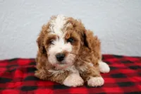 Nico, a male Poodle - Miniature  for sale in Saint Joe, IN – Photo 5 of 9