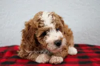 Nico, a male Poodle - Miniature  for sale in Saint Joe, IN – Photo 4 of 9