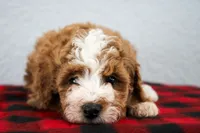 Nico, a male Poodle - Miniature  for sale in Saint Joe, IN – Photo 7 of 9