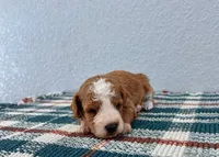 Nico, a male Poodle - Miniature  for sale in Saint Joe, IN – Photo 5 of 9