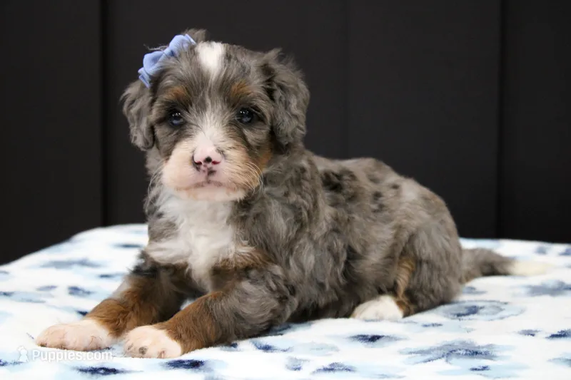 Stella – Miniature Bernedoodle puppy for sale in Saint Joe, IN