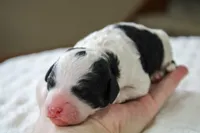 Rosie, a female Bernedoodle and Miniature Bernedoodle for sale in Saint Joe, IN – Photo 2 of 4