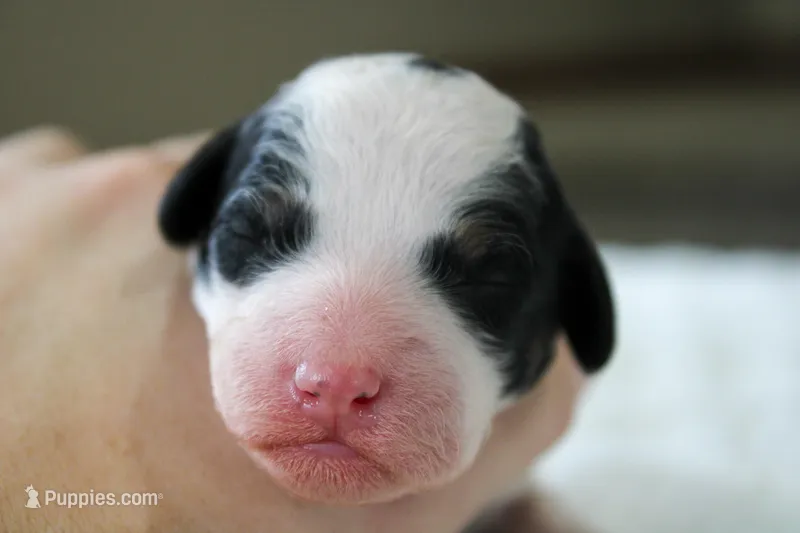 Rosie, a female Bernedoodle and Miniature Bernedoodle for sale in Saint Joe, IN – Photo 1 of 4