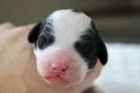 Rosie, a female Bernedoodle and Miniature Bernedoodle for sale in Saint Joe, IN – Photo 1 of 4