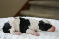 Rosie, a female Bernedoodle and Miniature Bernedoodle for sale in Saint Joe, IN – Photo 4 of 4
