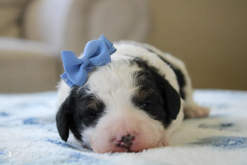 Rosie – Bernedoodle, Miniature Bernedoodle puppy on hold in Saint Joe, IN