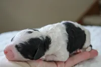Rosie, a female Bernedoodle and Miniature Bernedoodle for sale in Saint Joe, IN – Photo 3 of 4