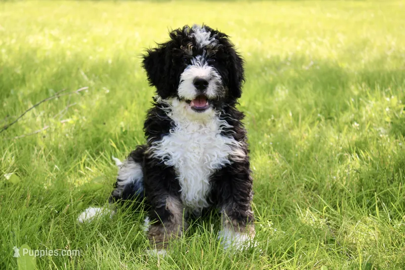 Parker  – Miniature Bernedoodle puppy for sale in Saint Joe, IN