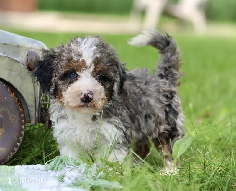 Sunny – Miniature Bernedoodle puppy for sale in Saint Joe, IN