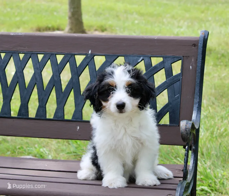 Skye  – Miniature Bernedoodle puppy for sale in Saint Joe, IN