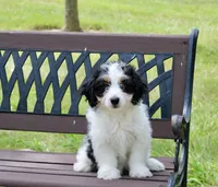 Skye , a female Miniature Bernedoodle for sale in Saint Joe, IN – 1 of 10