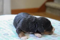 Reese, a male Bernedoodle and Miniature Bernedoodle for sale in Saint Joe, IN – 4 of 5